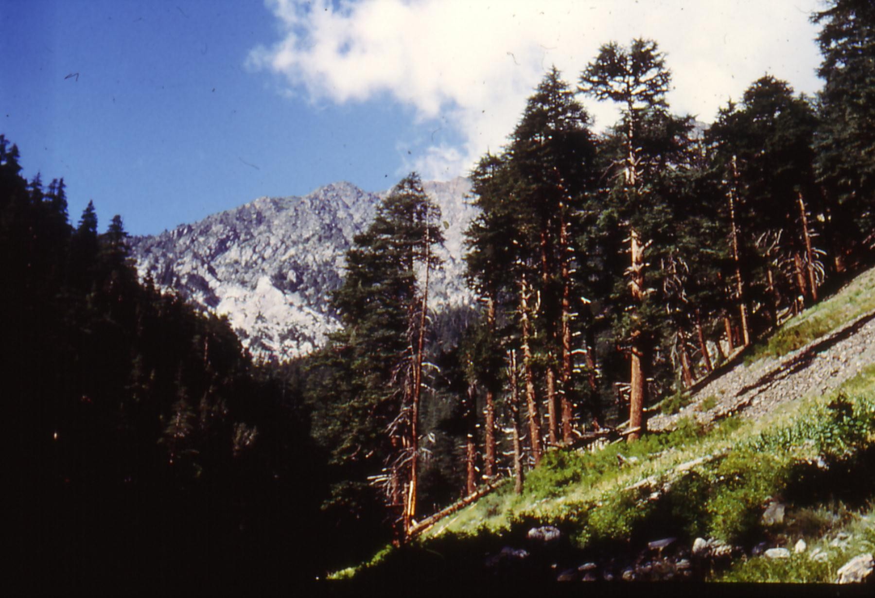 for&ecirc;t chitral